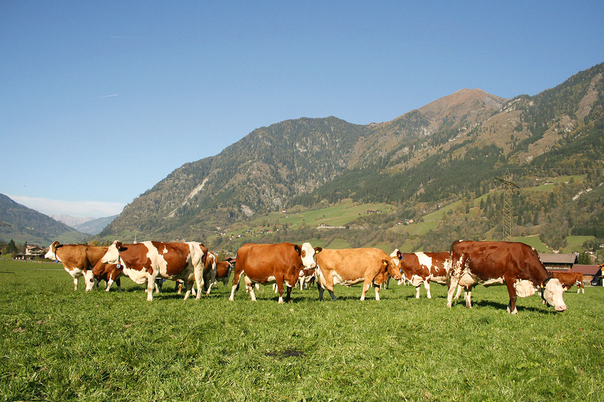 Tiere am Bio-Bauernhof in Bad Hofgastein